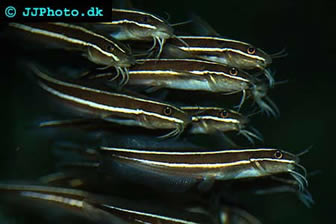 marine catfish